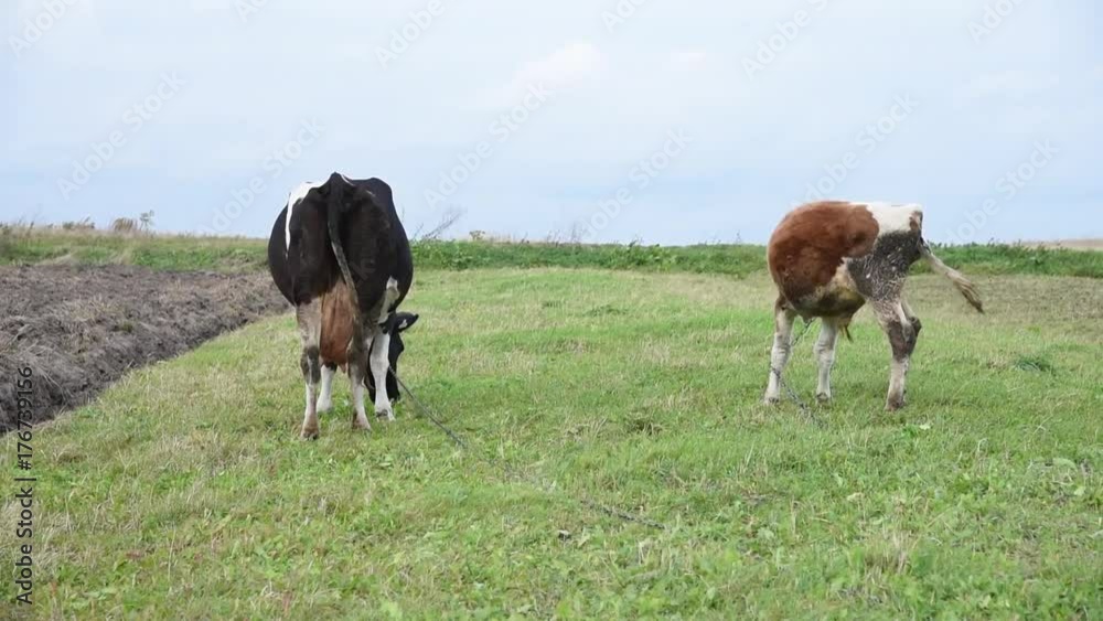 Cattle graze in the middle of the field, cow and young bull, on leash, Ukraine Cattle graze in the middle of the field, cow and young bull, on leash, Ukraine