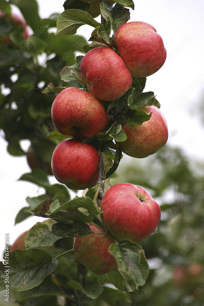 Red Apple Red Apple