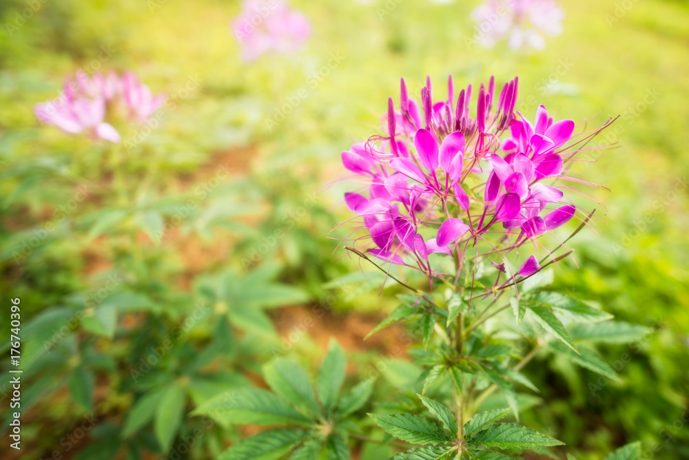 Pink spider flower Pink spider flower