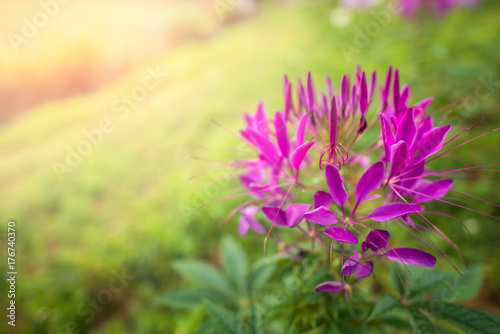 Pink spider flower