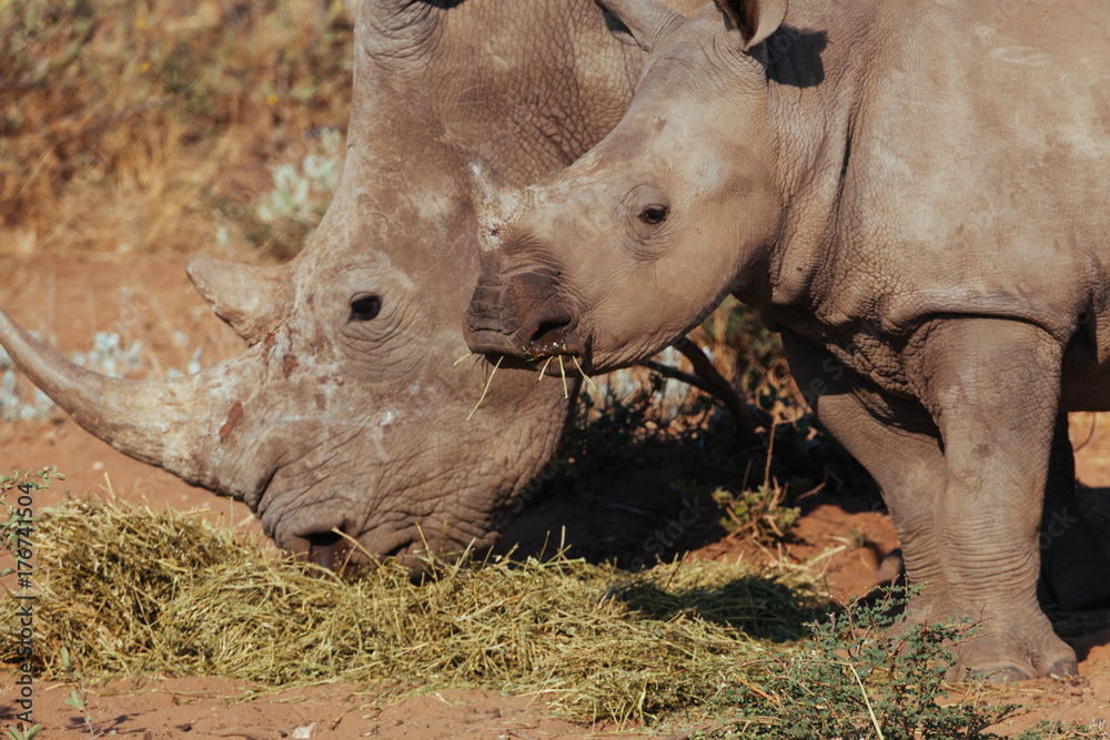 Fototapeta premium White Rhinoceros