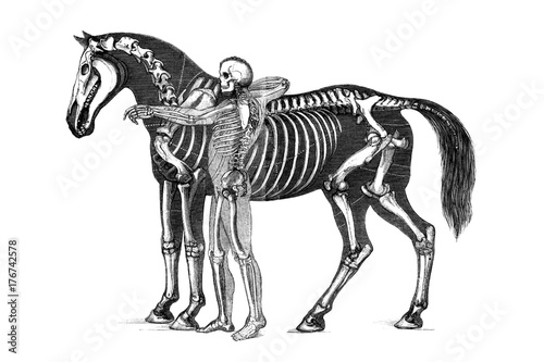 The anatomy of the horse.