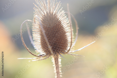 Dipsacus flower in bright shine sunlight nature Autumn season flowers photo