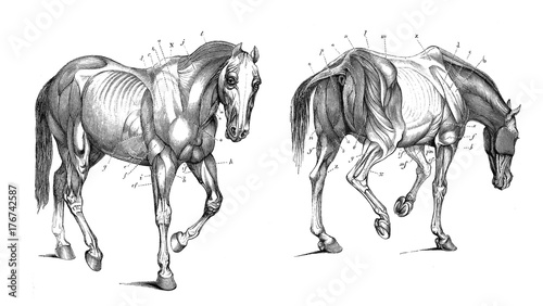 Foto The anatomy of the horse.
