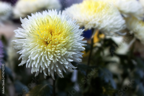 Delicate white chrysanthemum flower