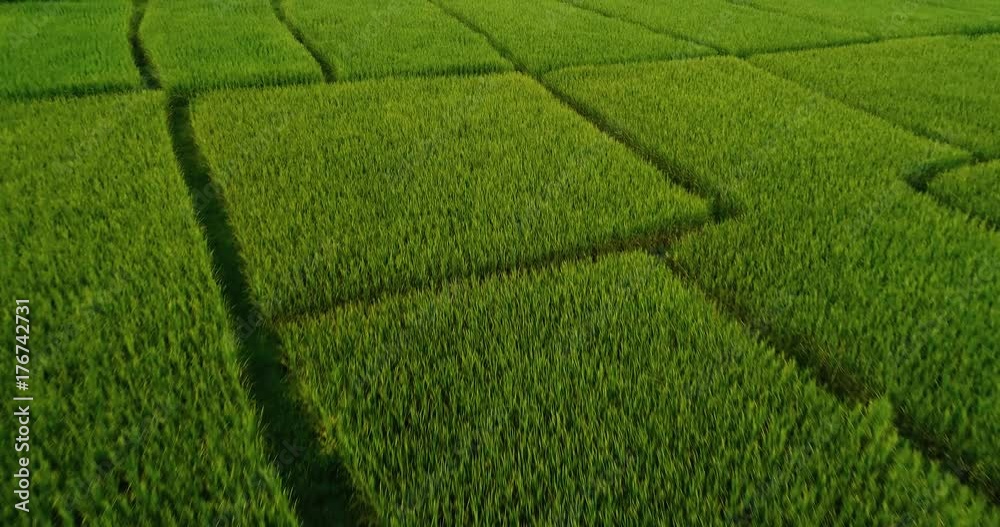 4K Aerial view of the green rice field pattern ,THAILAND 4K Aerial view of the green rice field pattern ,THAILAND