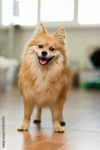 large red-headed Spitz stands on the floor joyfully sticking out his tongue