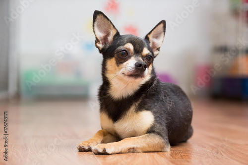 Adult Toy Terrier lies on the floor folding his paws in front of him