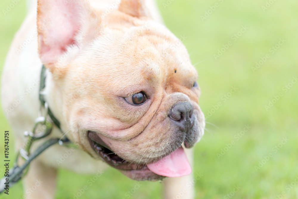 French bulldog excecise in the field
