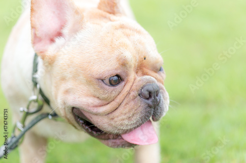 French bulldog excecise in the field © teerawutbunsom