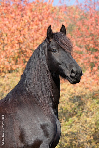 Fototapeta Naklejka Na Ścianę i Meble -  Portrait of nice friesian horse