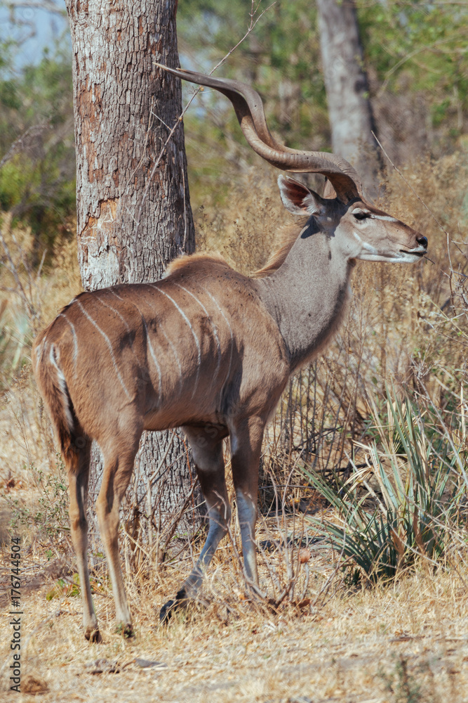 Antelope Antelope