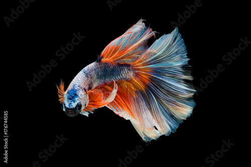 The moving moment beautiful of siam betta fish in thailand on black background.