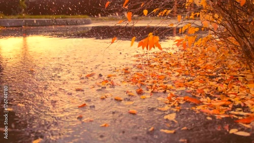 Autumn rain and leaf fall
