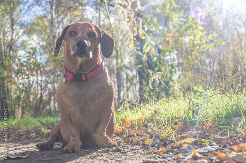 Obraz na płótnie Dackel Dog Lucky