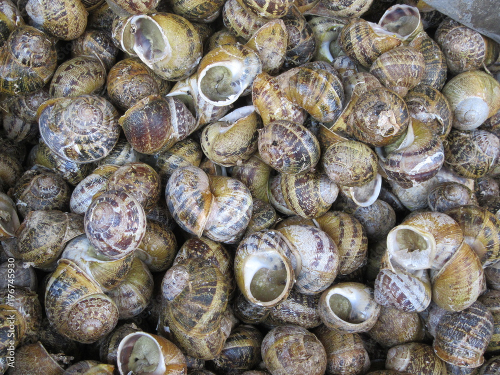 Snails for sale