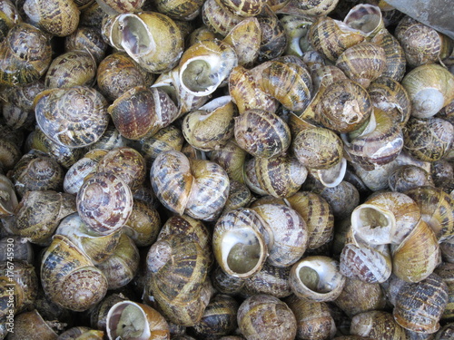 Snails for sale