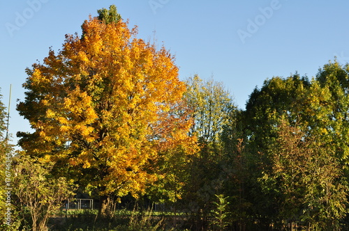 Herbs Tree Herbst Baum