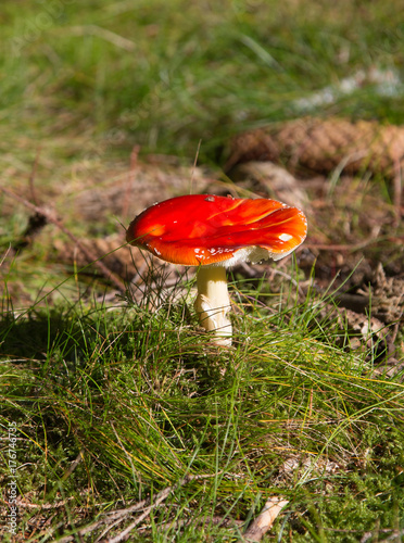 Fliegenpilz_angefressen_Amanita muscaria