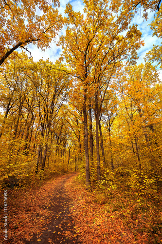 autumn road through deciduous forest  © ruslan_khismatov