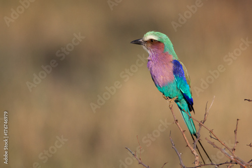 Lilac breasted roller bird in Botswana