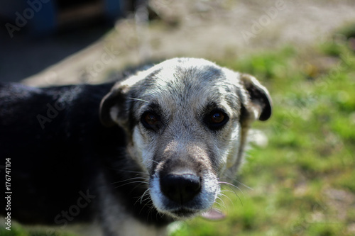 Homeless dog © AdrianMircea