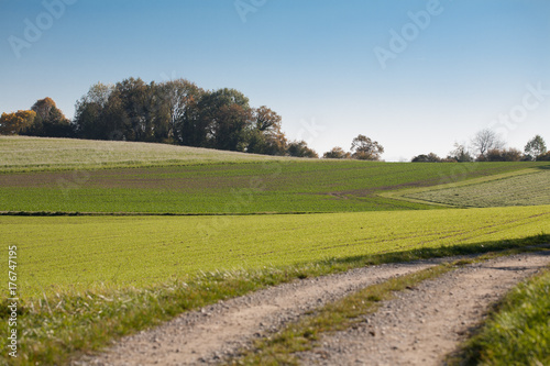 beautiful field