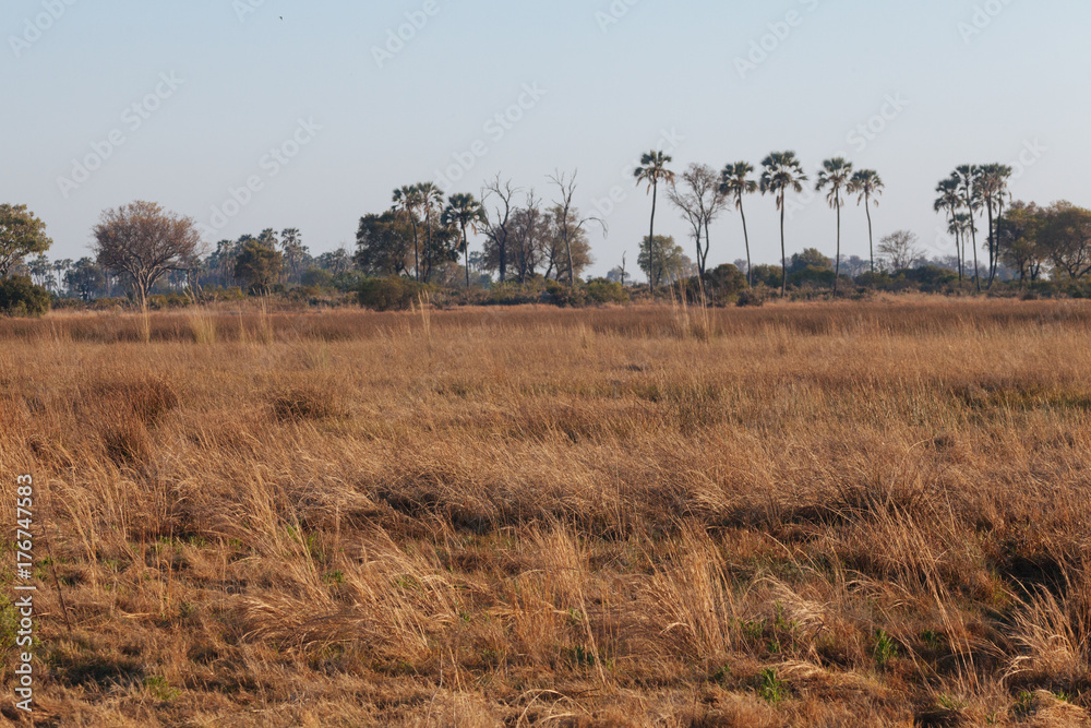 Kalahari Desert, Botswana