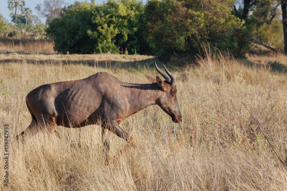 Fototapeta premium Wildebeest