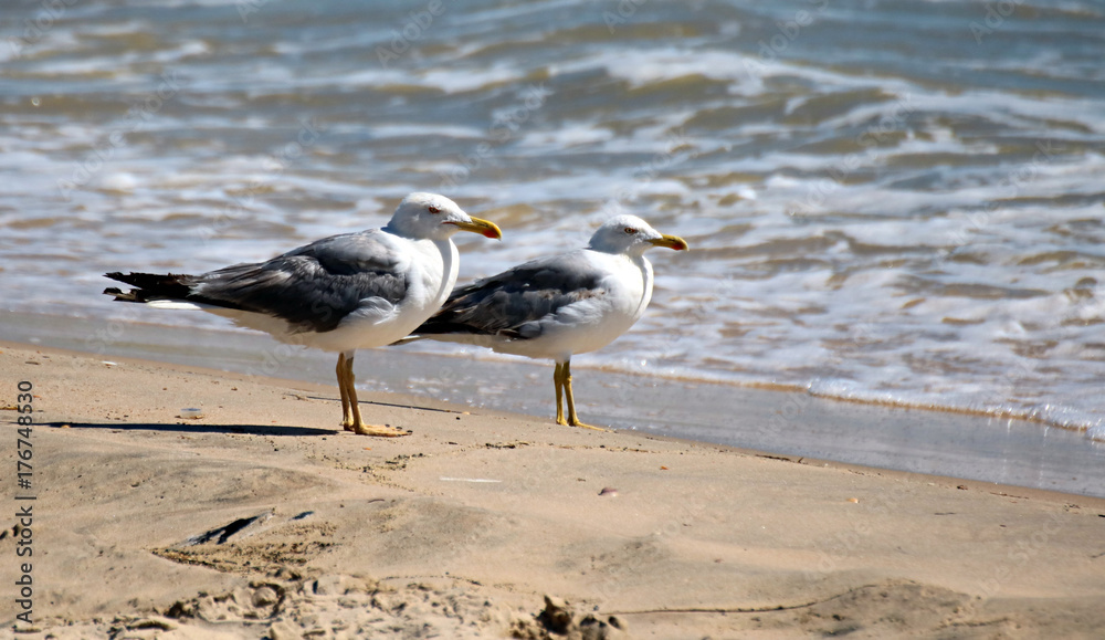 Gaviota patiamarilla