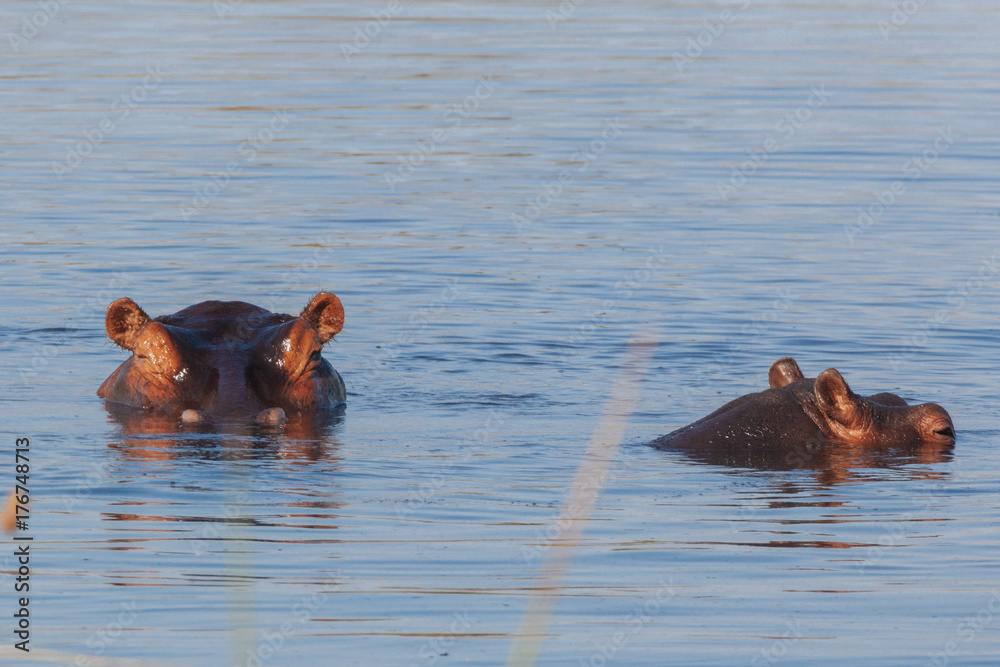 Hippopotamus in the Okavango river Hippopotamus in the Okavango river