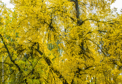 The tree is yellow in autumn.