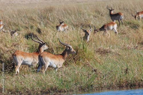 Fototapeta Naklejka Na Ścianę i Meble -  Red lechwe antelope in Botswana
