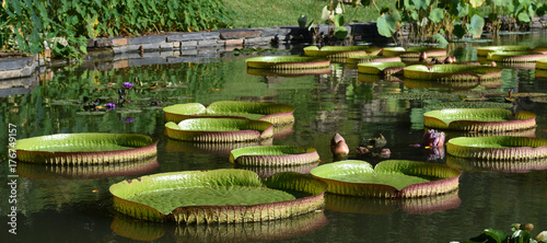 Beautiful garden pond scene with Giant Lily Pads