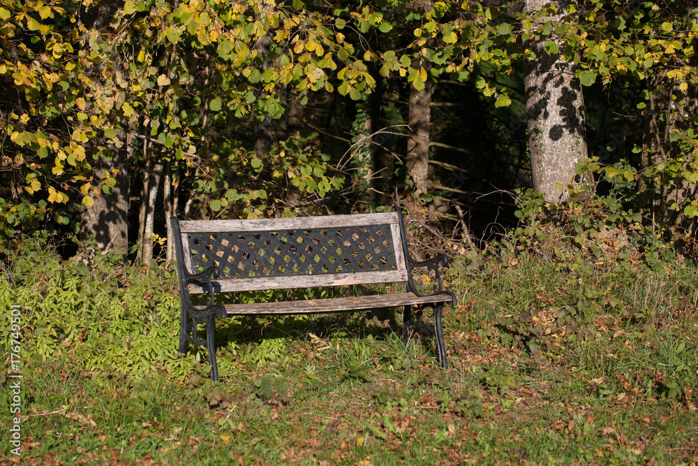bench in nature