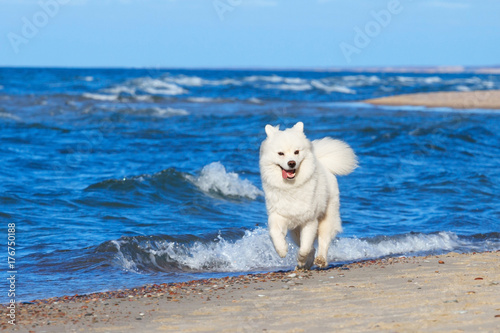 white Samoyed dog runs along the beach near the sea