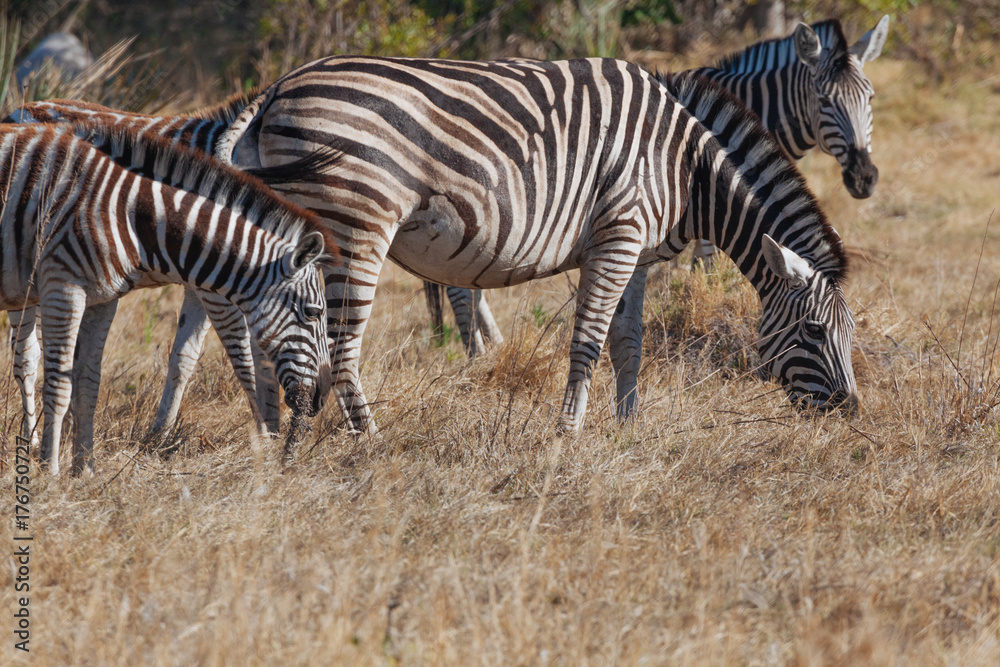 Zebra Zebra