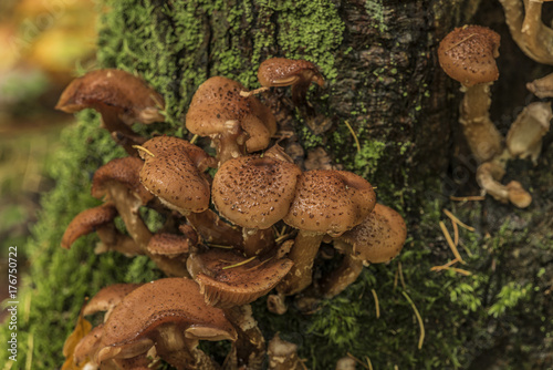 Honey fungus on tree in morning forest