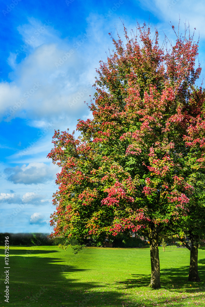 Naklejka premium Autumn landscape