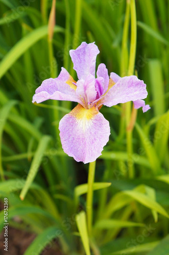 Fototapeta Naklejka Na Ścianę i Meble -  Purple iris sibirica with green