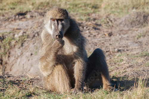 Monkey Baboon