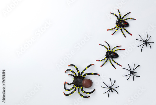 Halloween holiday concept group of spider walk on spider web on white background. Ready for product display montage © Goodvibes Photo