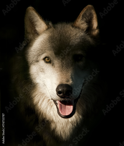 Alpha Female Timber Wolf Portrait