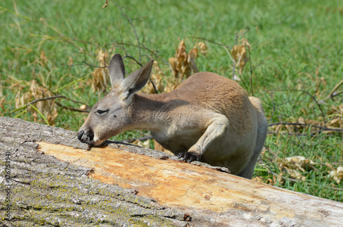 Kangaroo in the outdoors