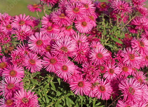 Rote Herbstastern  Astern  Aster