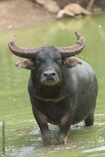 water buffalo in water lake