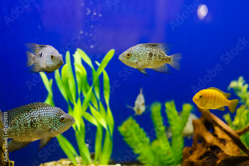 Yellow fish on coral reef fish keeping blue water background