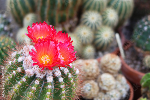 Notocast Horstii in flower with collection of other cactus photo