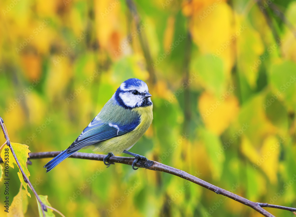 Obraz premium portrait of a beautiful little blue tit sitting on a branch among bright yellow autumn leaves