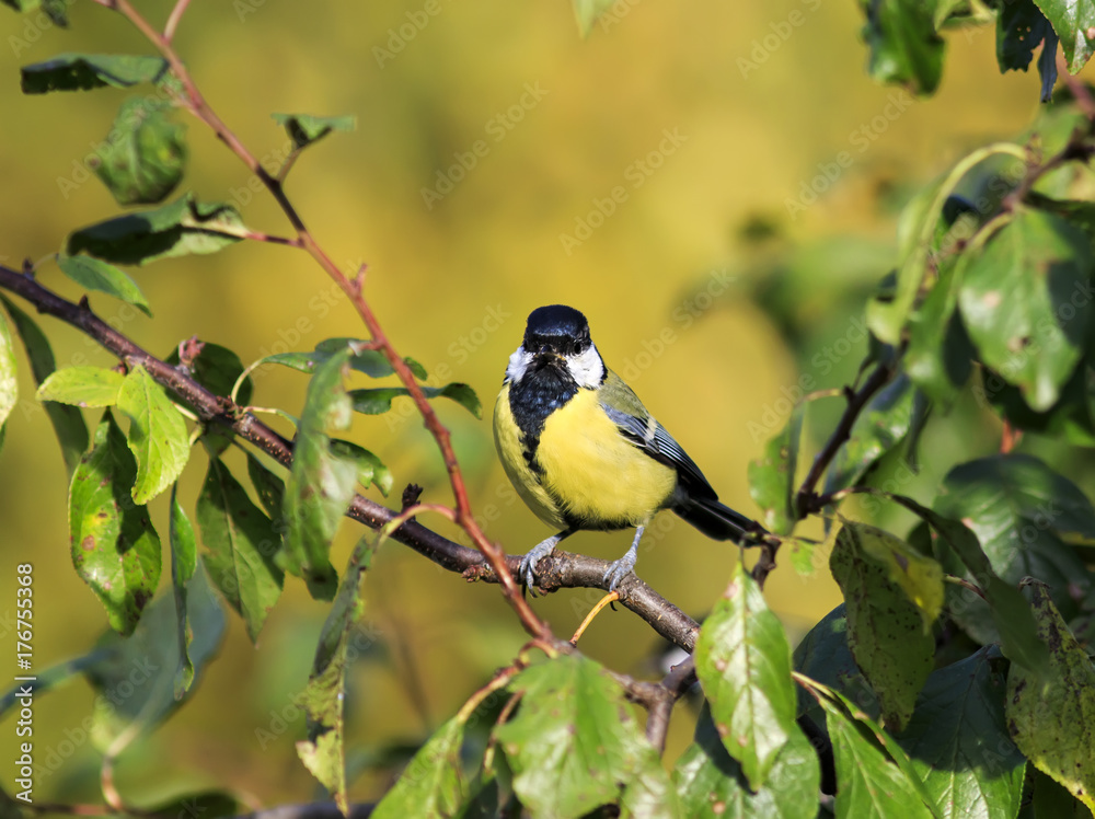 cute little blue tit sitting on a branch among the foliage in the Park cute little blue tit sitting on a branch among the foliage in the Park